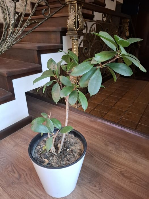 Yongʻoq soladigan fikus sotiladi