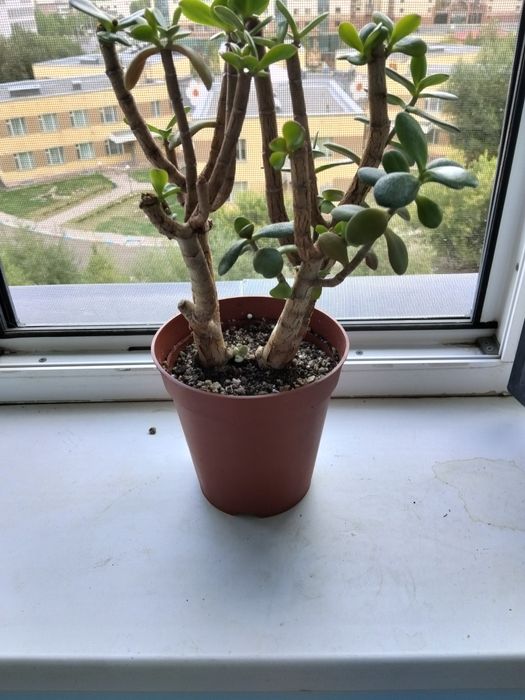 Продам денежное дерево