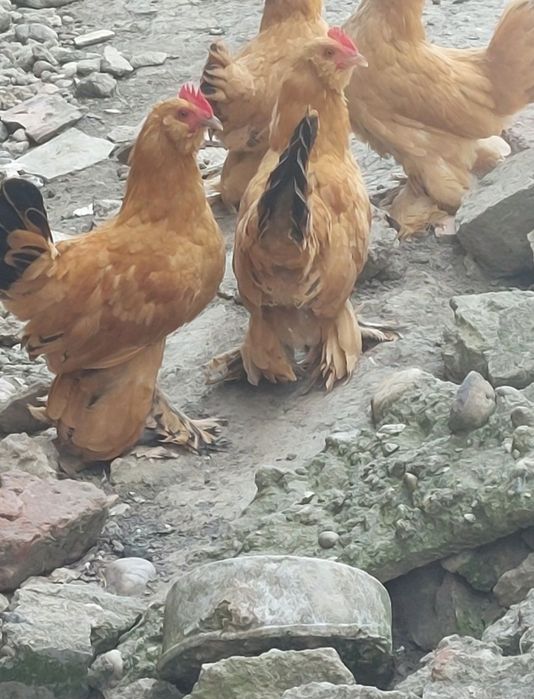 Gaini mii de flori