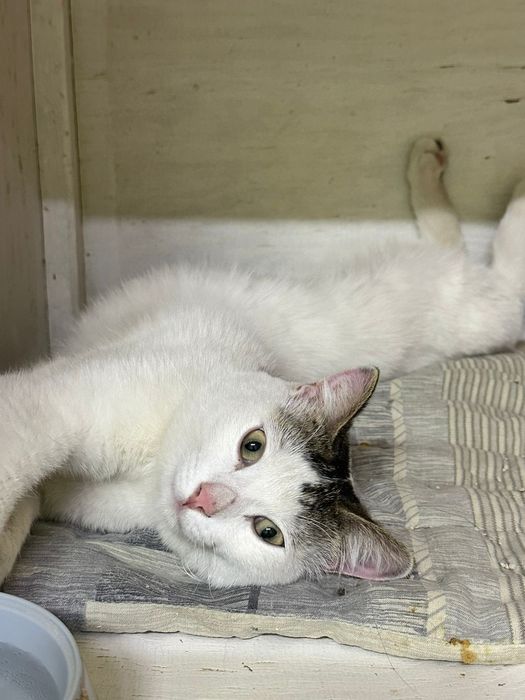 Ищет дом котик Степан