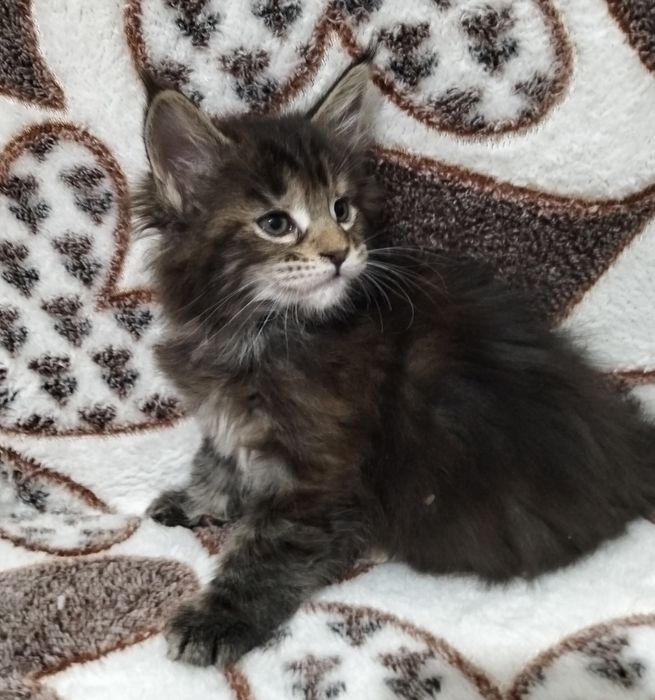 Котята Мейн Кун!