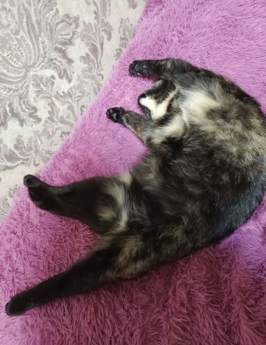 Отдам кошку в добрые руки