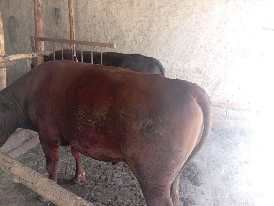 4 ta Boqilgan mol sotiladi