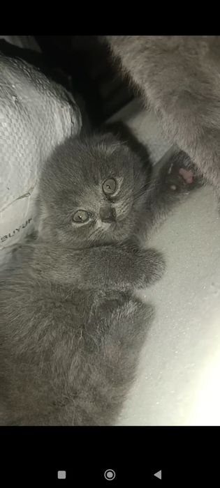 Котята скотиш фолд от правильной вязки