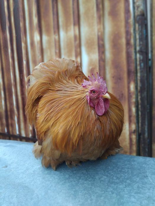 Pereche gaini cochinchina