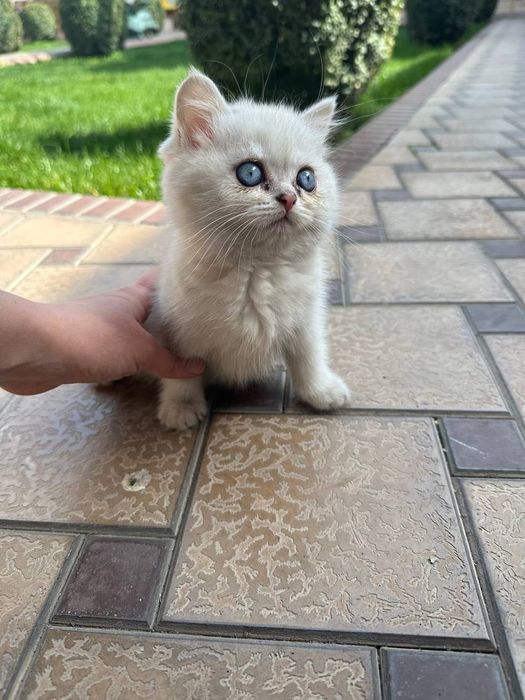 Британская Шиншилла shinshilla / shinshila Шиншила