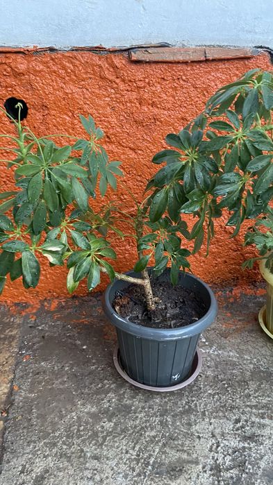 Гүлдер сатылады