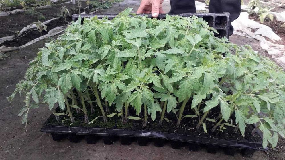 Помидор Кучатлар