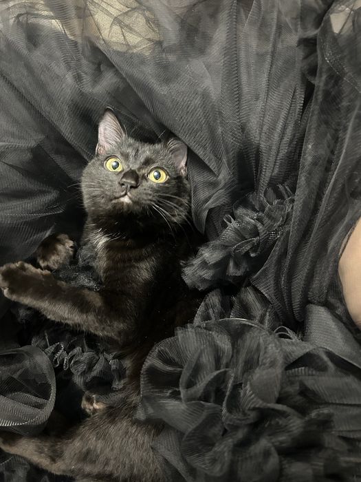 Котенок кот котик