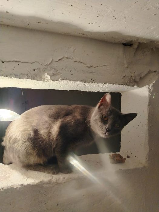 Отдам кота и кошек в добрые