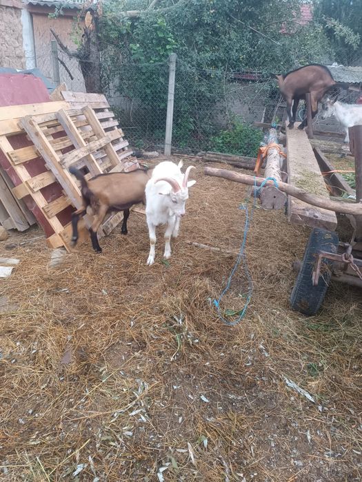 Iedute si tapisori de vanzare
