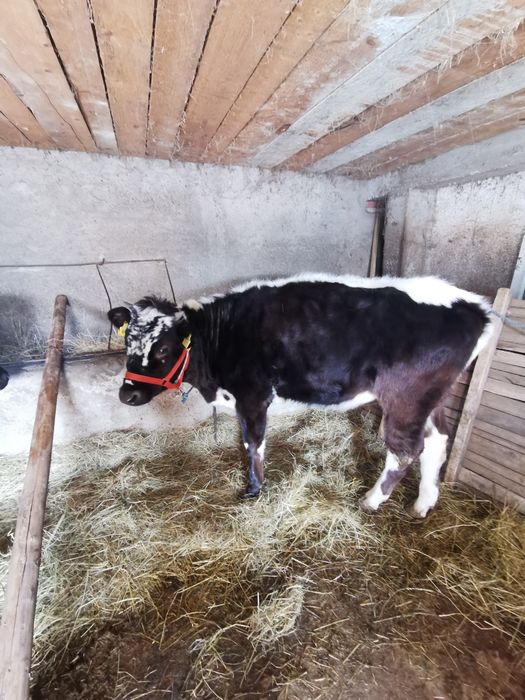 De vanzare doua junici de prasila sau de abator preț informativ 11000r