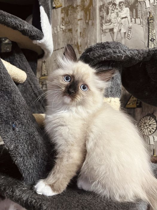 Котенца порода Рагдол