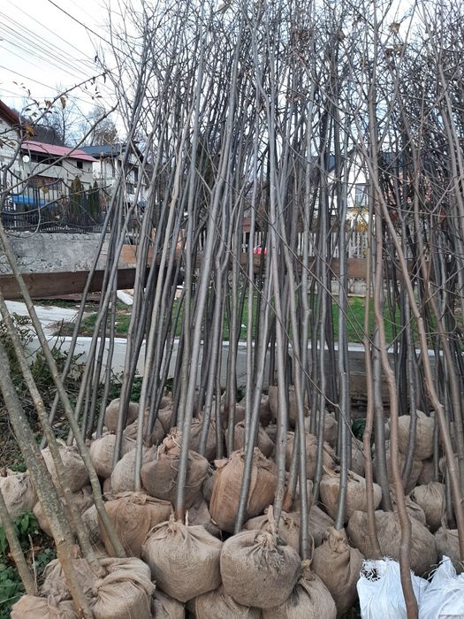 Vindem mesteacăn tei platan stejar frasin paltin etc