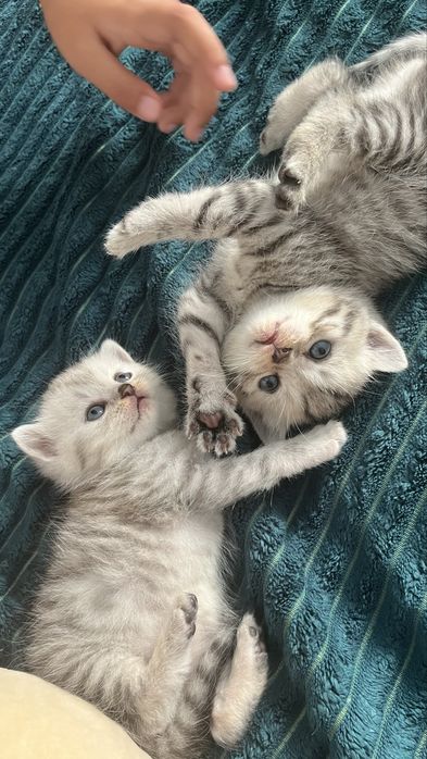 Котенок девочка британка