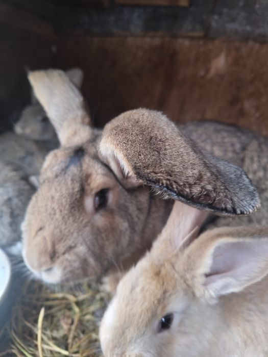 Vand iepuri de 2 luni si 1 an