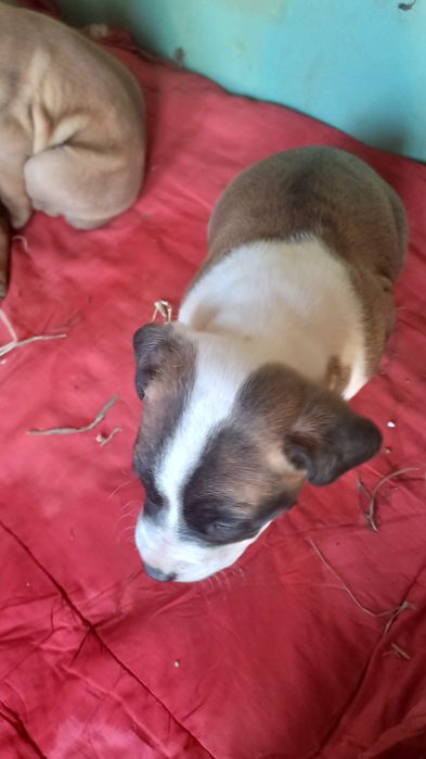 Щенки питбуль 1 месяц