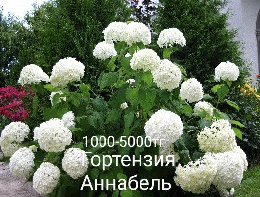 Лилейники хосты ирисы пионы гортензия клематис