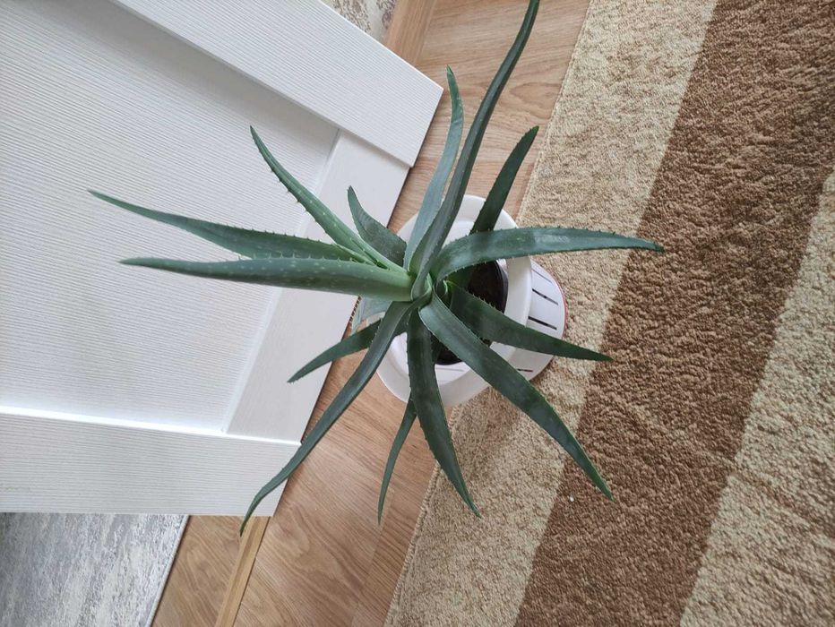 Алоэ крупное по 3000