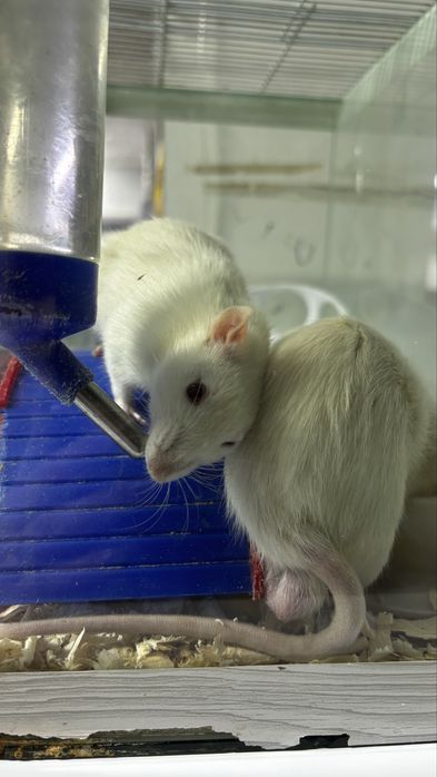 Крыса крысы самцы