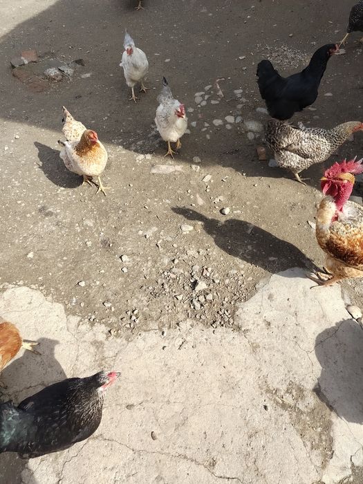 Ouă bio la preț acceptabil