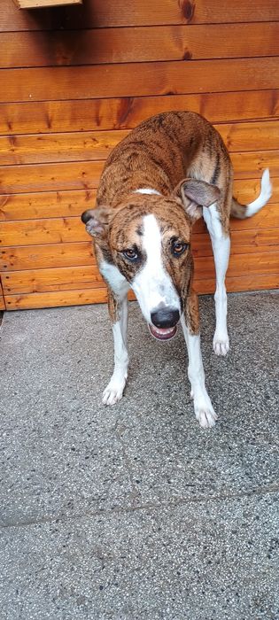 Adopție cățel metis ogar