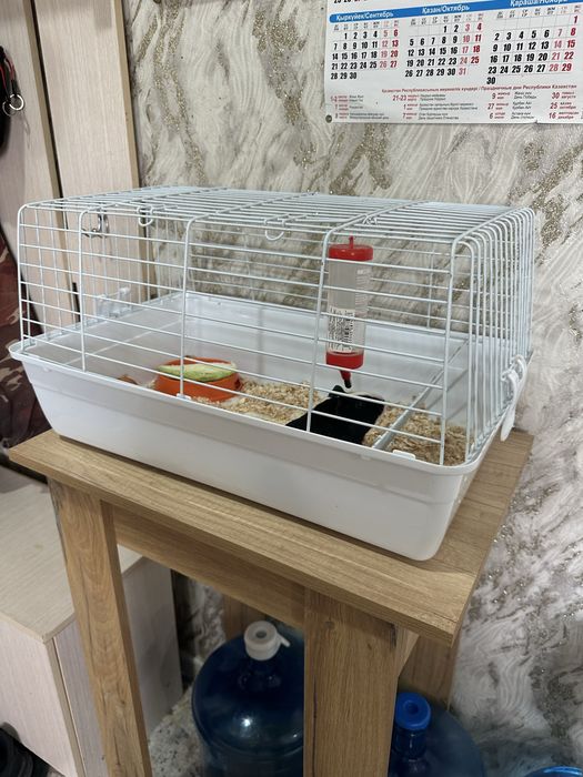 Продам морскую свинку