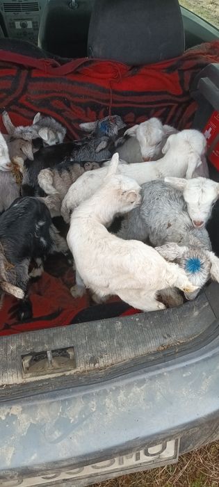 De vanzare preț 90 lei