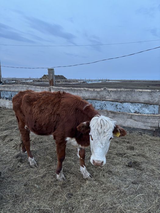 Продажа коров или обмен