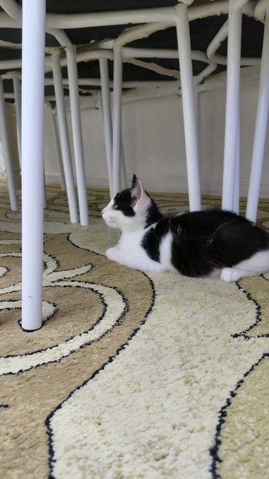 Потерялся Котенок