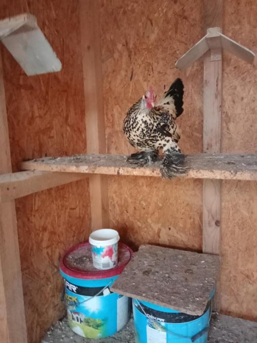 Pitici mi de flori Lemon!