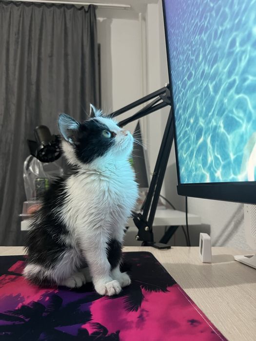 Котенок девочка в добрые руки