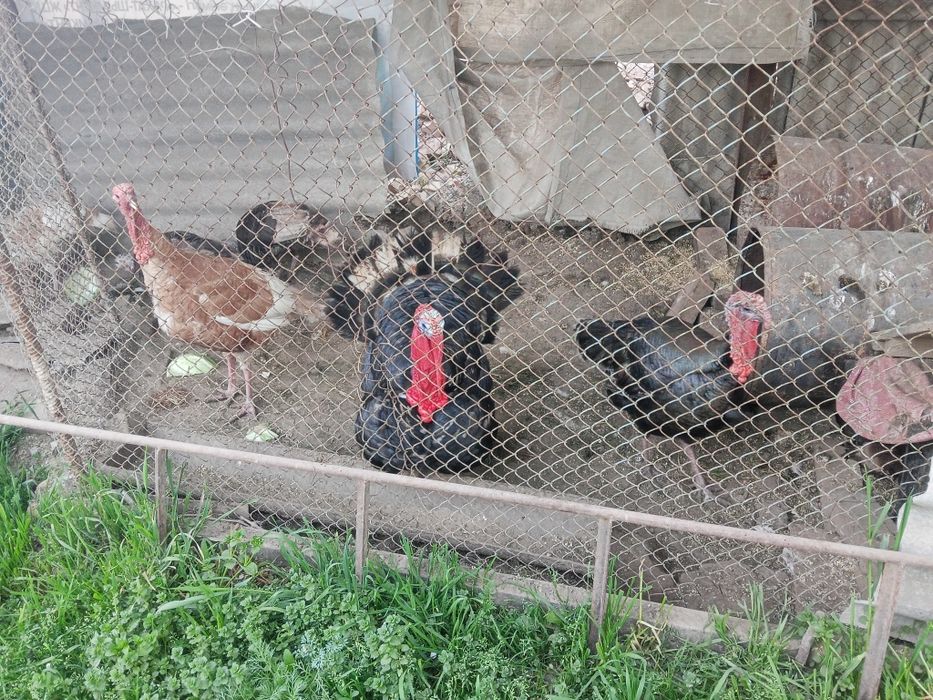 Продается индюки