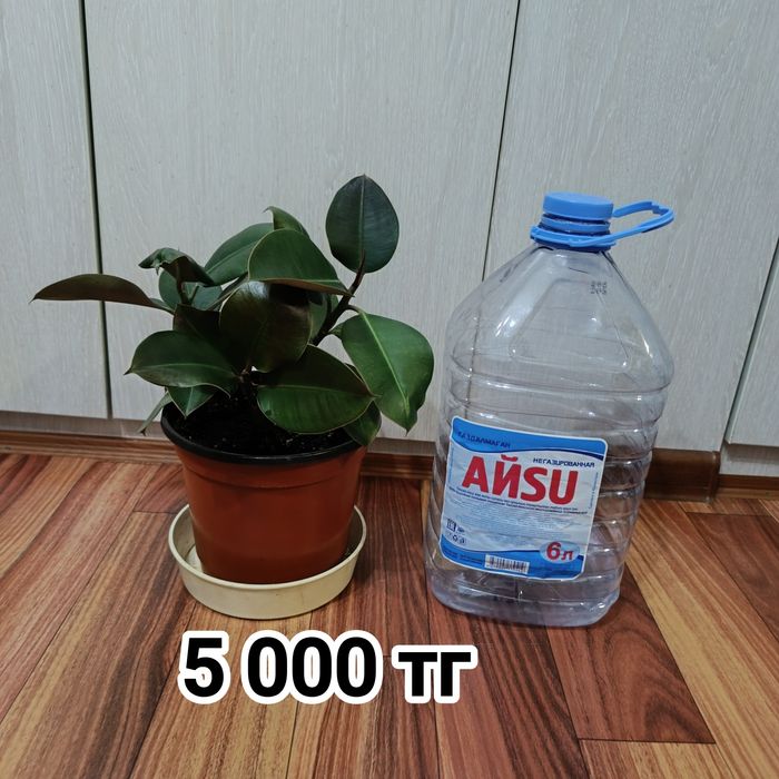 Комнатные растения -Фикус