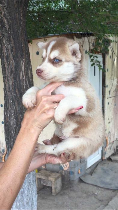 Я самый шоколадный