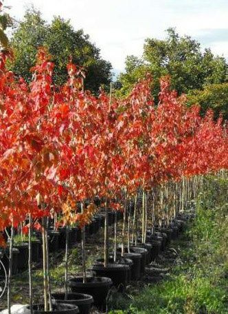 Stejar Rosu American