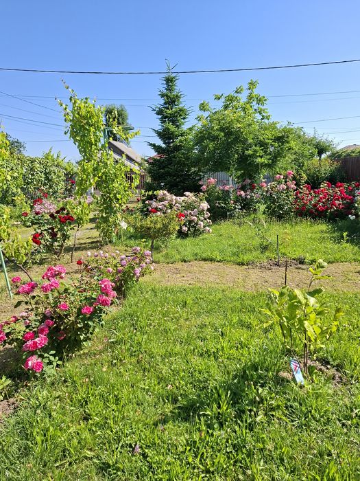 Grădina celor 100 de trandafiri