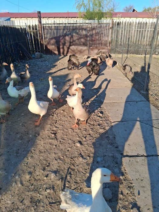 Gascani de gospodarie