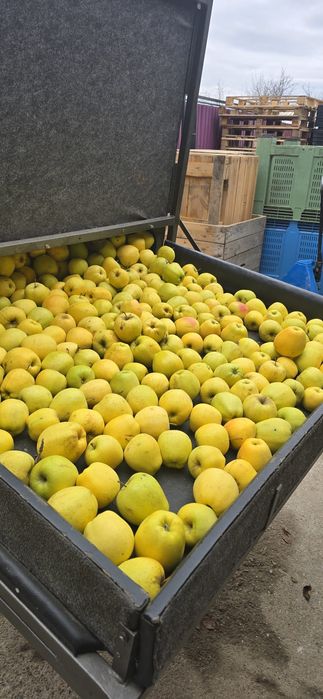 Mere de vânzare Calitate superioară