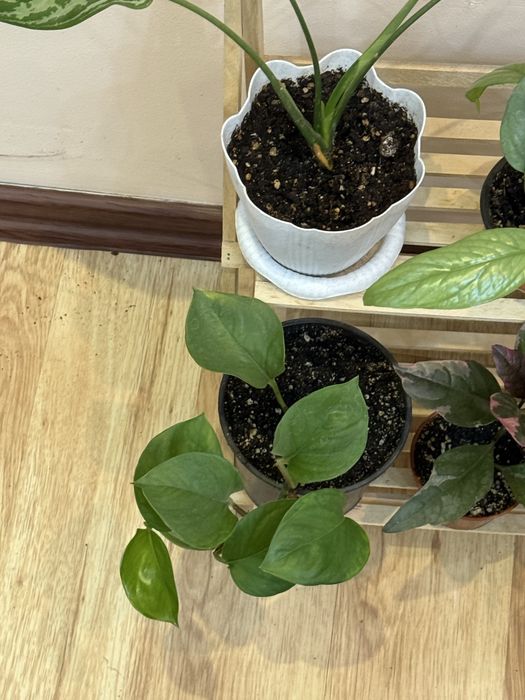 6 отростков за 6500 тенге