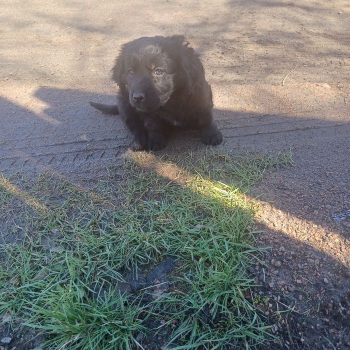 Отдам в добрые руки щенков девочек.