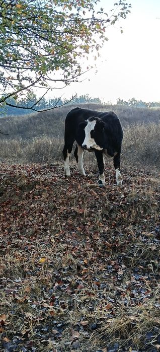De vânzare două juninci