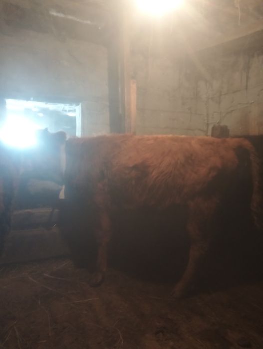 Полтарашка и торпактар сатылады