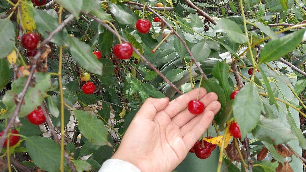 Продам дачу в 21ом коллективе
