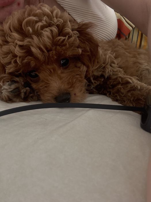 Щенок мальтипу ф1