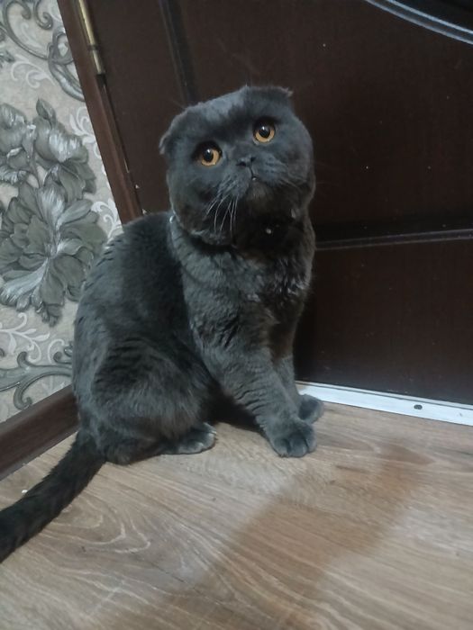 Продаётся кот 3 года опытный