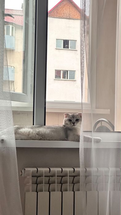 Шотландский вислоухий кот