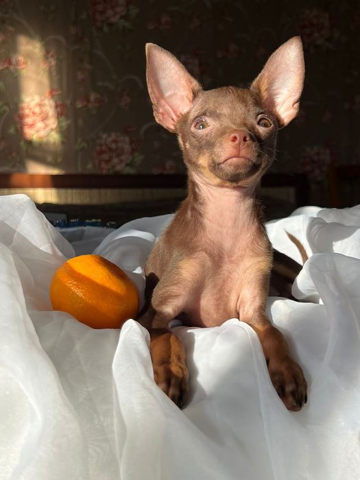 Кобели для вязки русского тоя