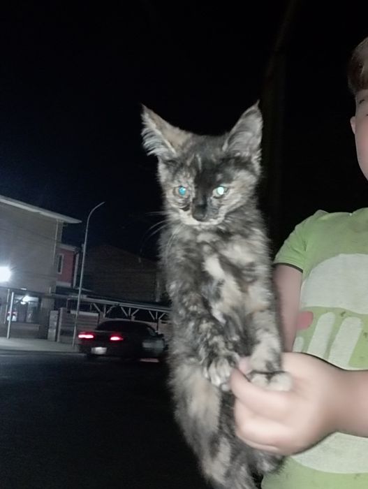 Отдам бесплатно кошек