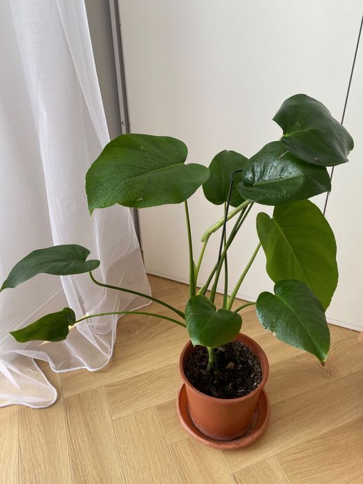 Monstera monstera